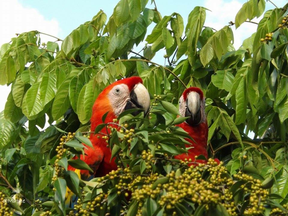 Free Macaws