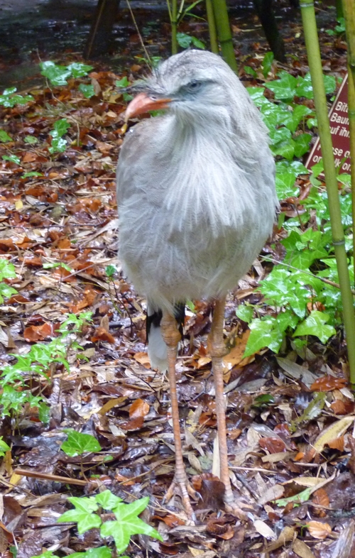 Free-rainging red-legged seriema