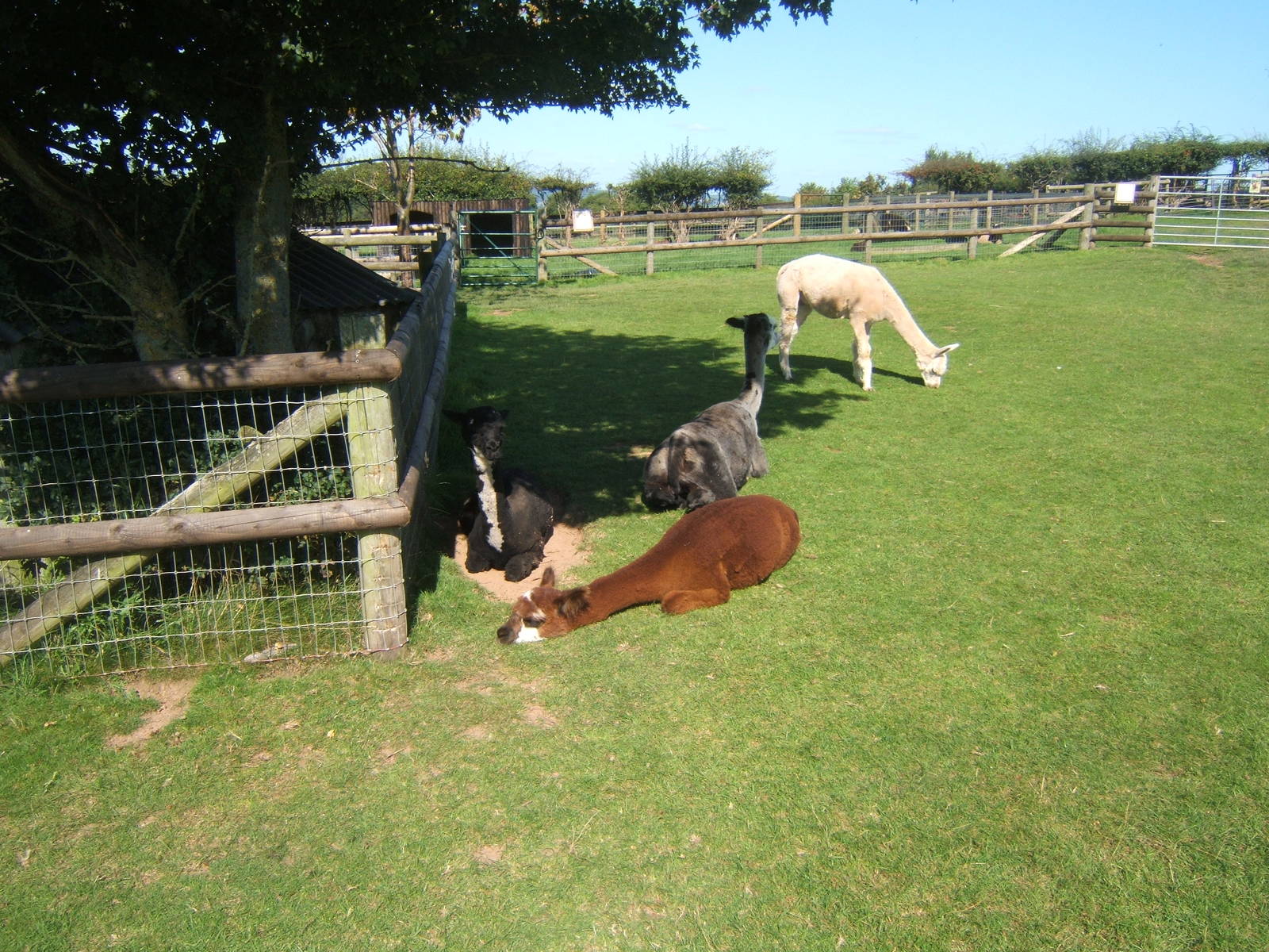 Free-range Alpaca`s