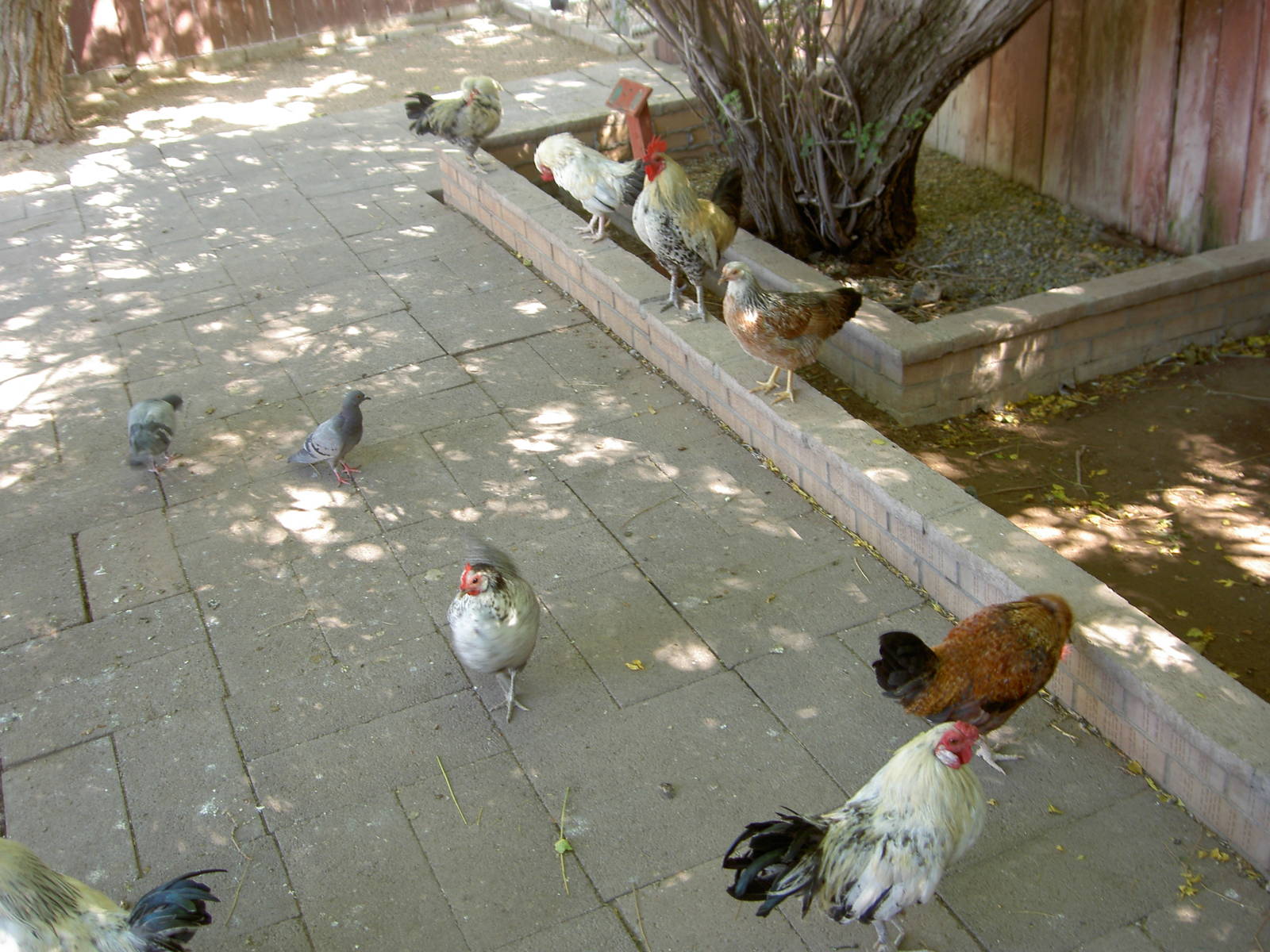 Free range chickens...!