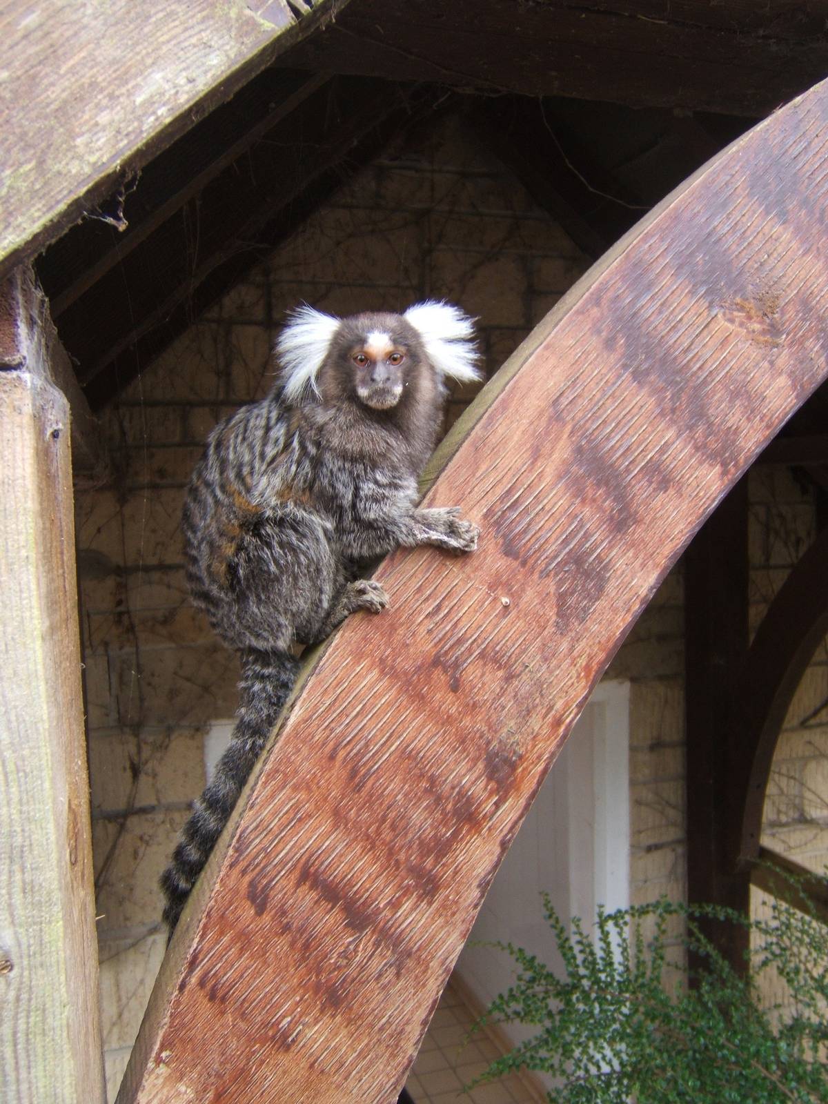 Free range Common Marmoset