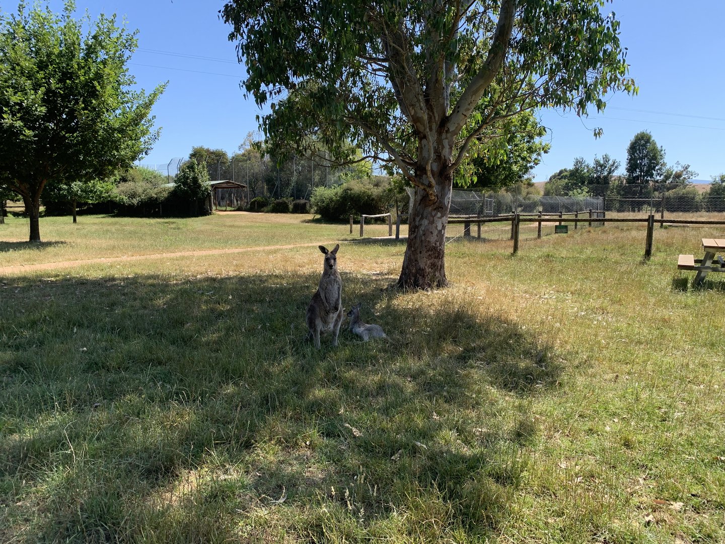 Free Range Eastern Grey Kangaroo