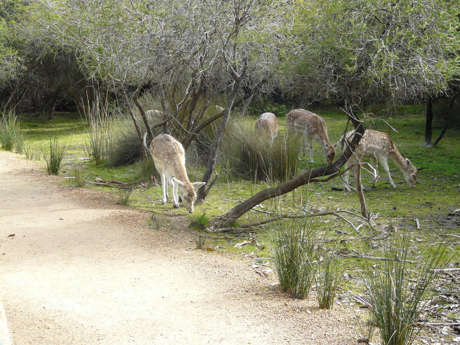Free range fallow deer