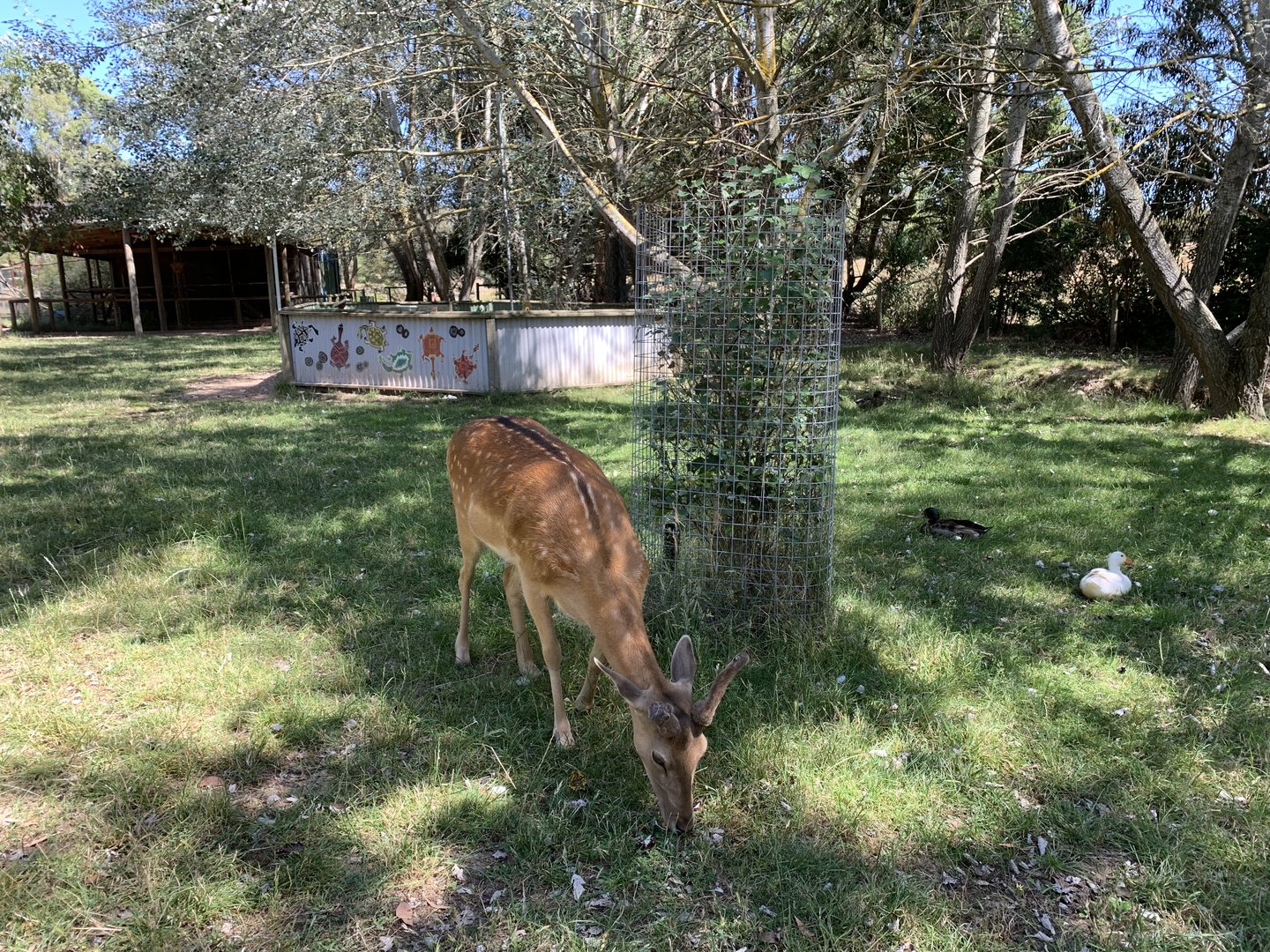 Free Range Fallow Deer