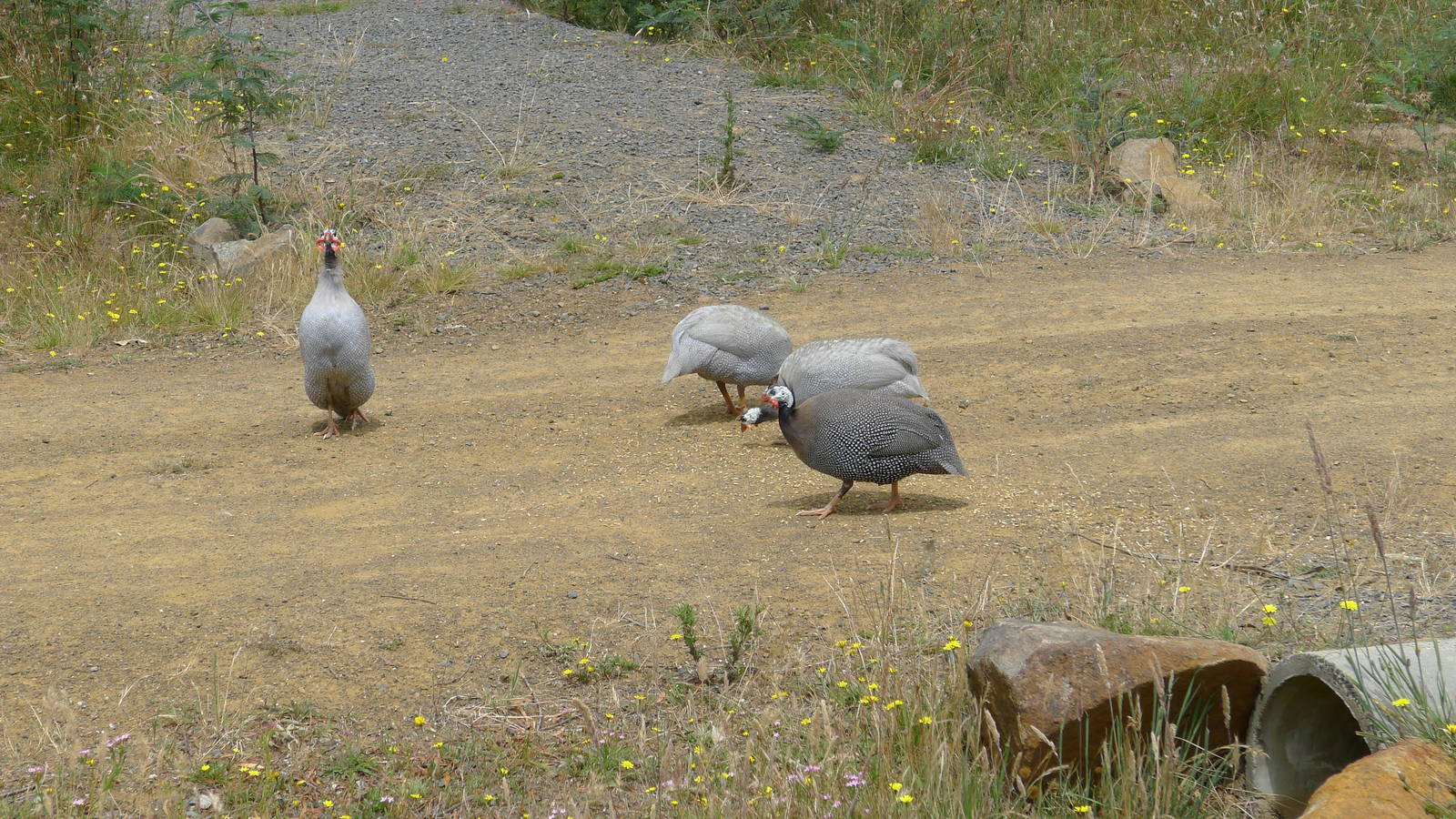 free range guinea fowl