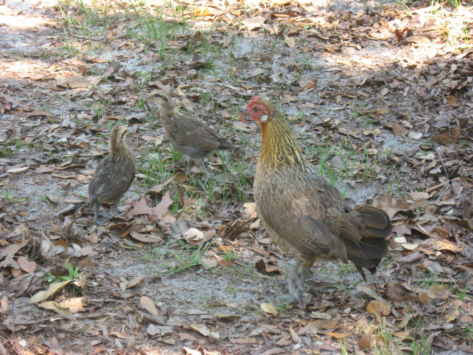 free-range hen with chicks