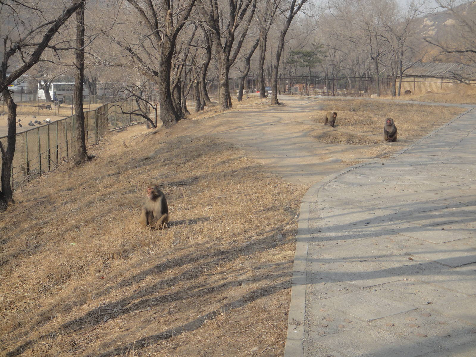 Free-range macaques