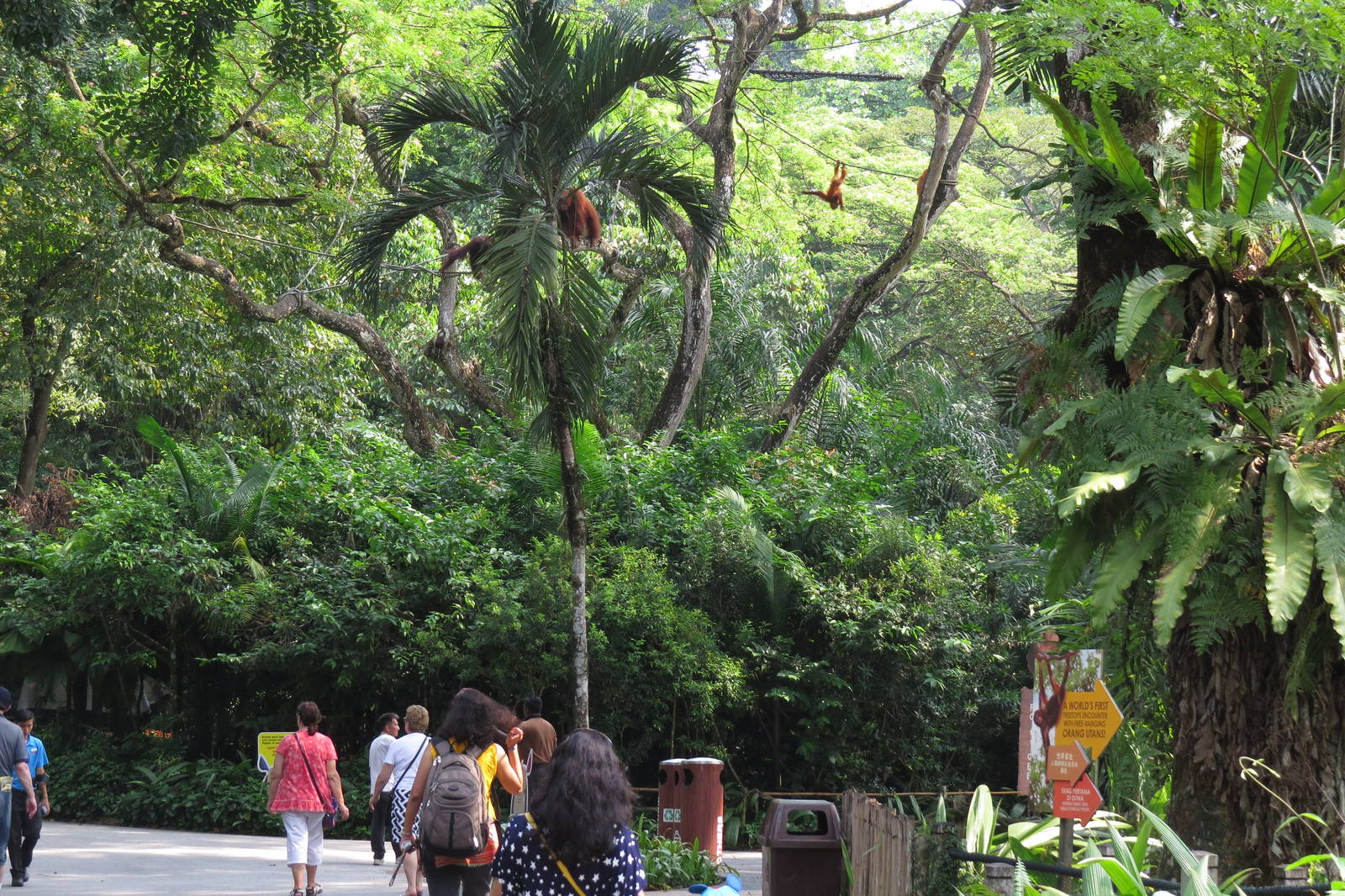 Free-range orang-utan exhibit