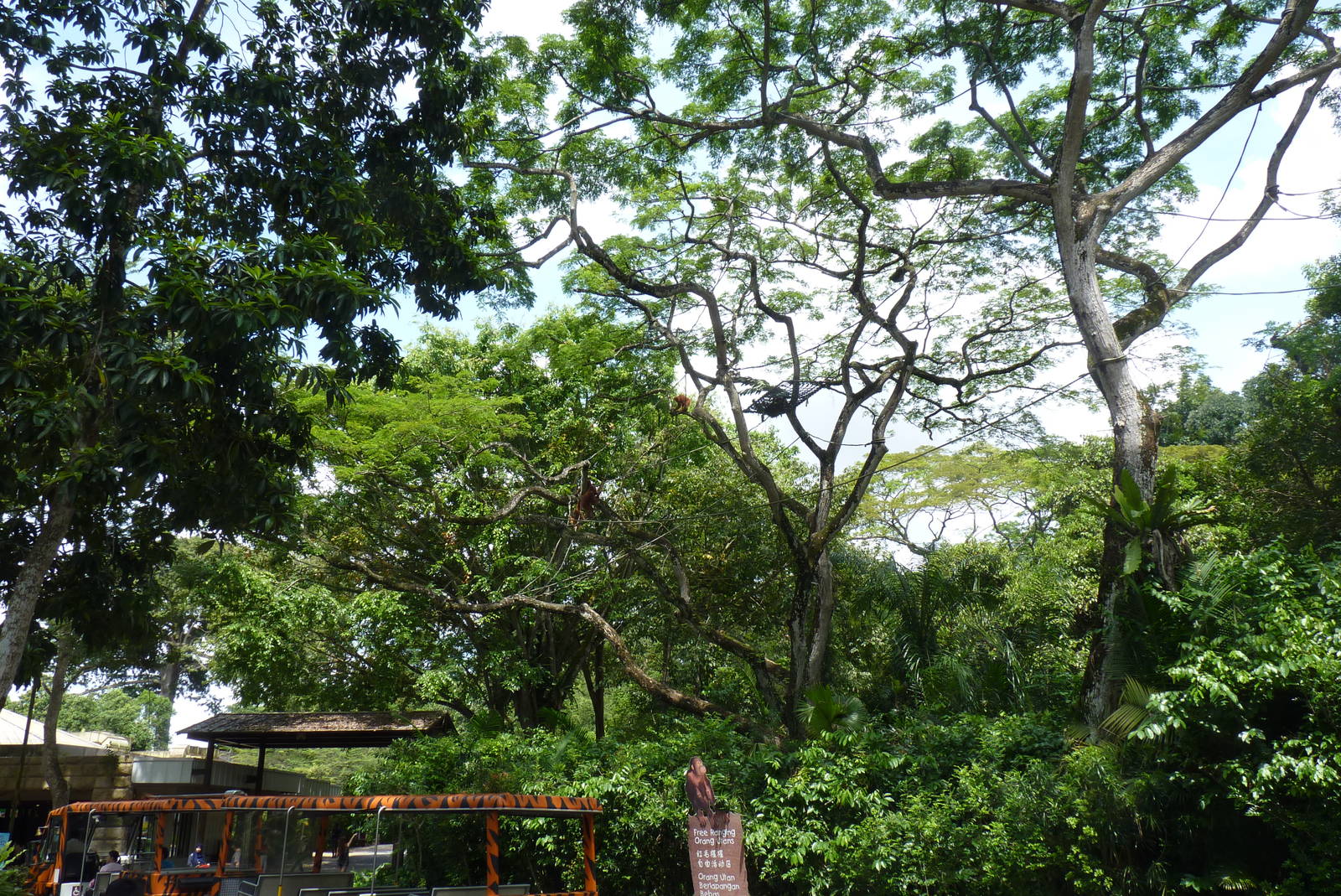 Free-range Orangutan area, December 2015