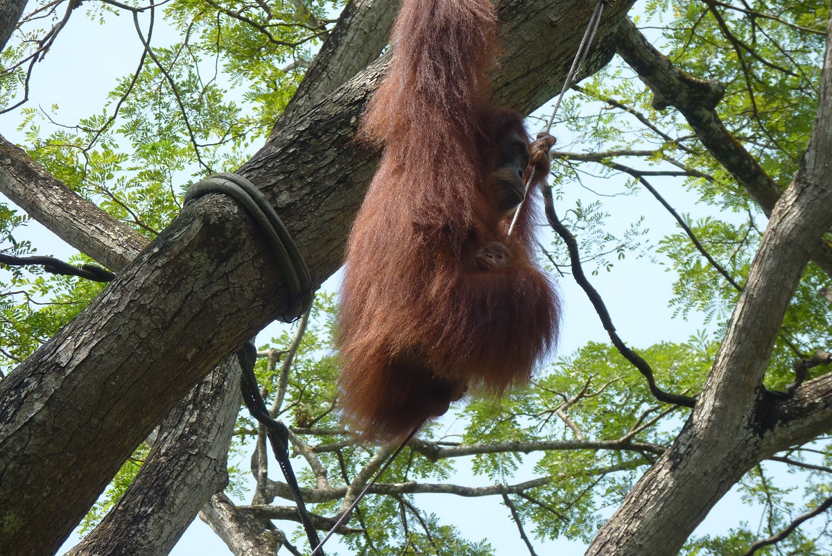 Free-range Orangutan area, December 2015