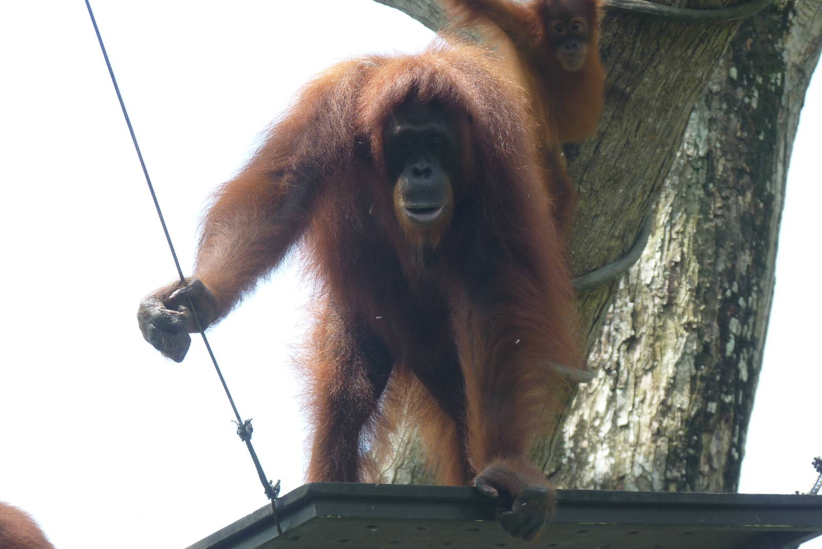 Free-range Orangutan, December 2015