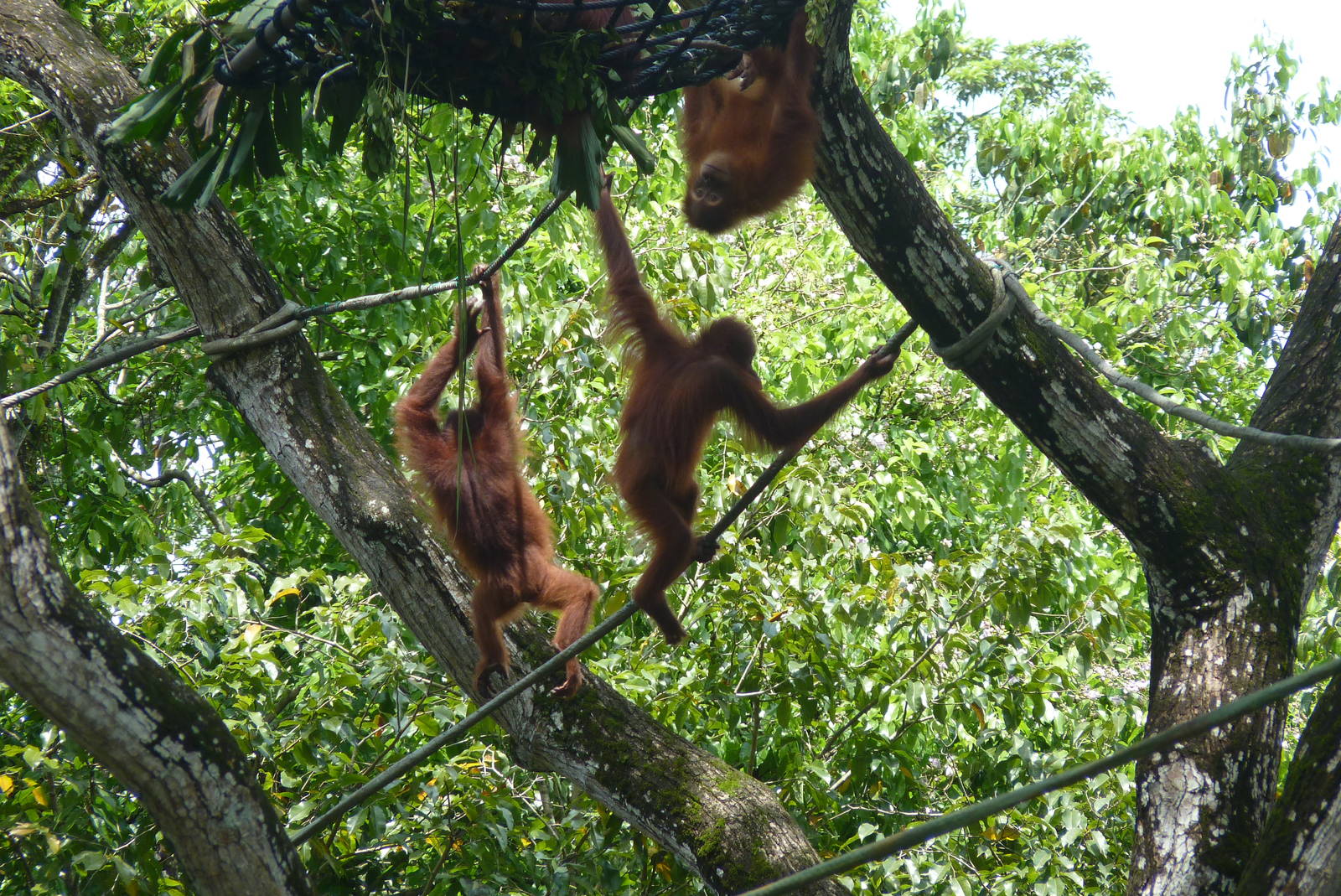 Free-range Orangutans, December 2015