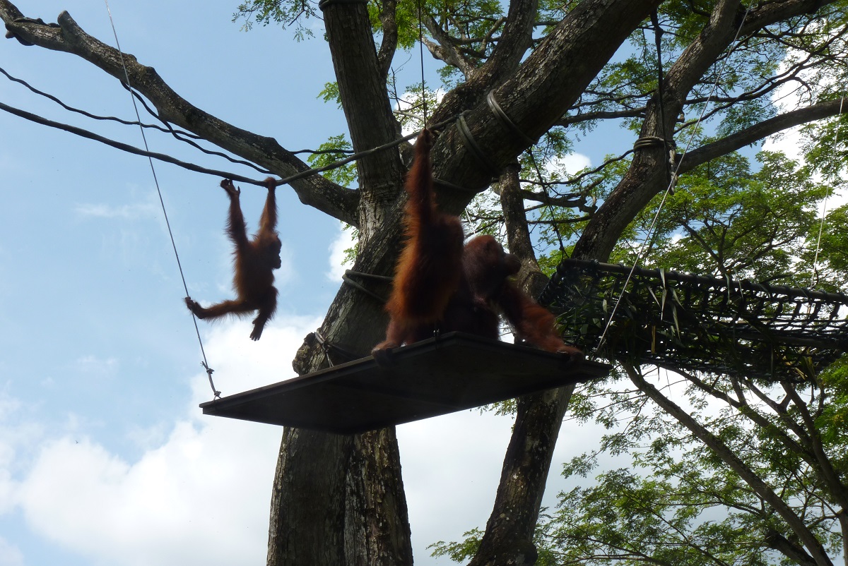 Free-range Orangutans, December 2015