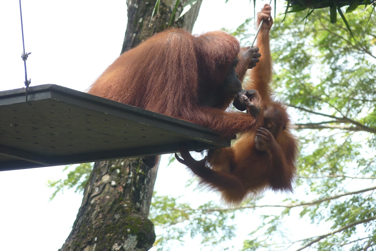 Free-range Orangutans, December 2015
