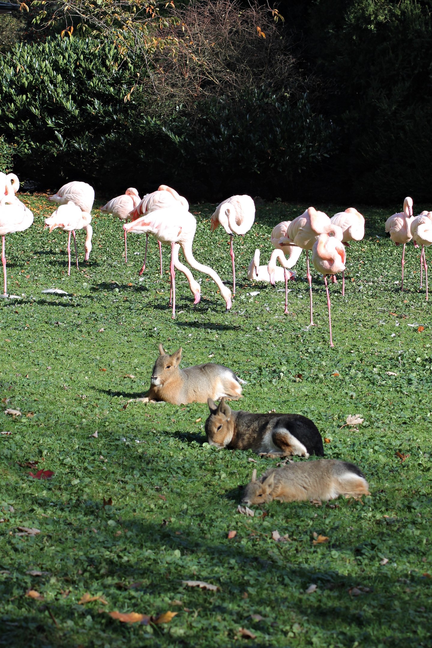 Free range Patagonian maras - Tierpark Hagenbeck