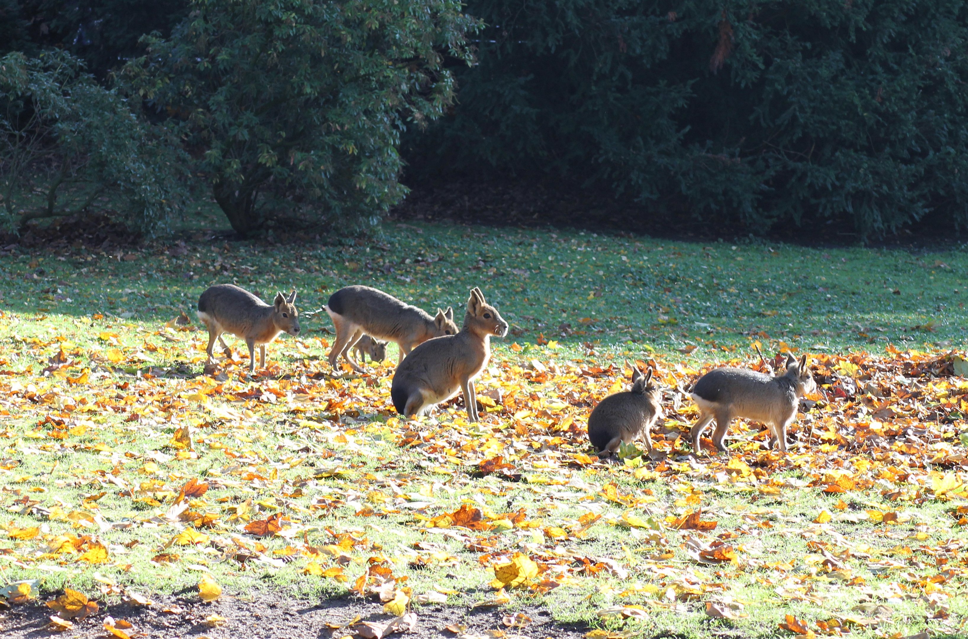 Free range Patagonian Maras  - Tierpark Hagenbeck