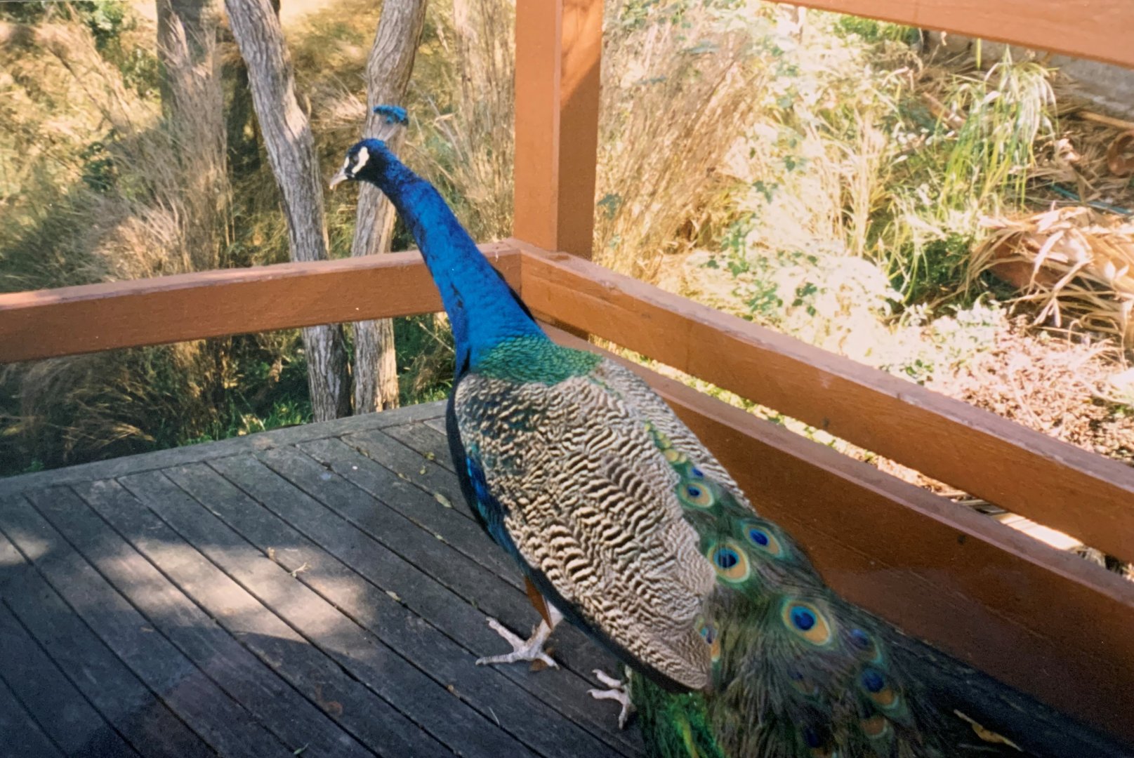 Free range Peacock (1996)