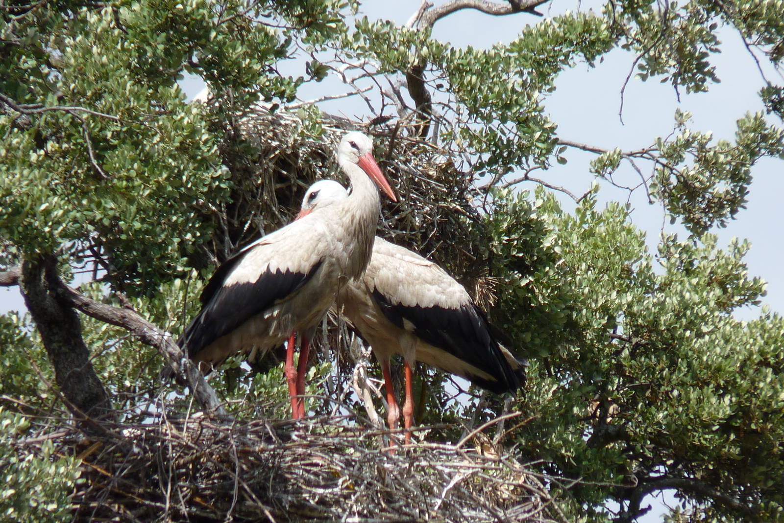 Free-range Storks, June 2013