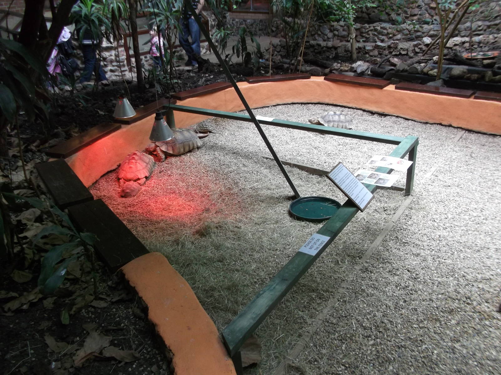 Free range tortoise area