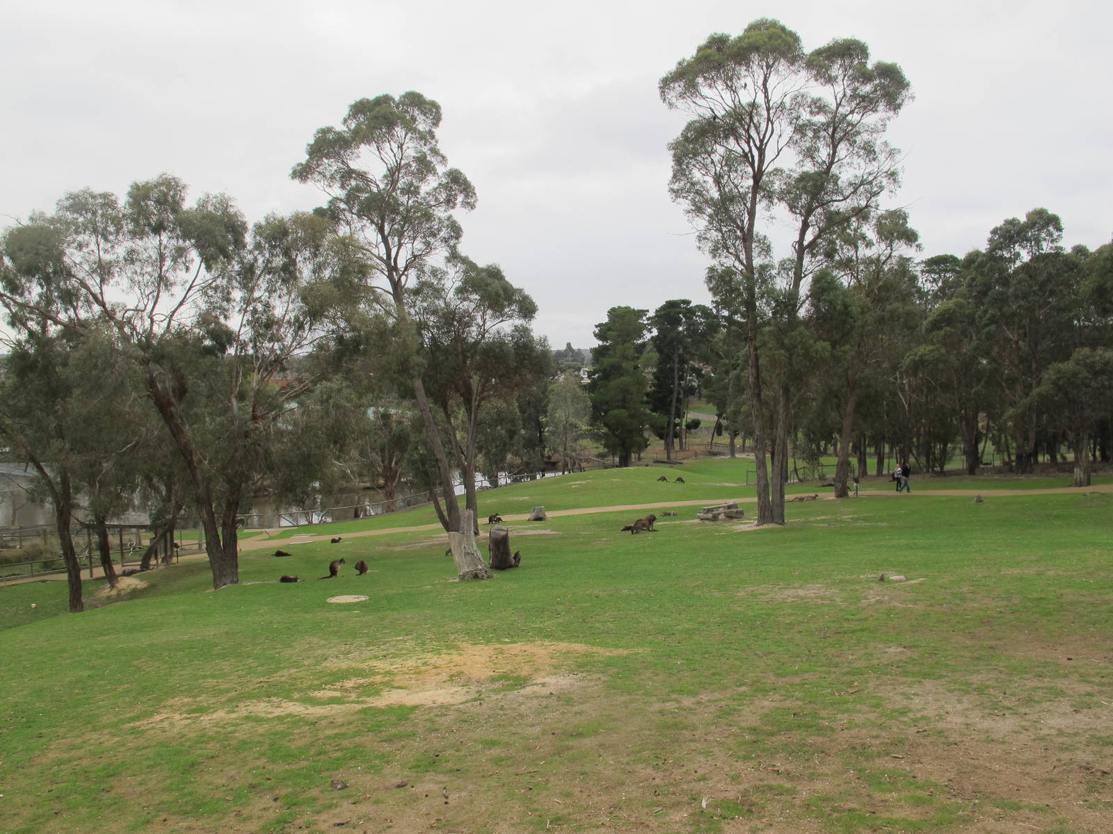 Free-range Western Grey Kangaroos - Ballarat Wildlife Park May 2013