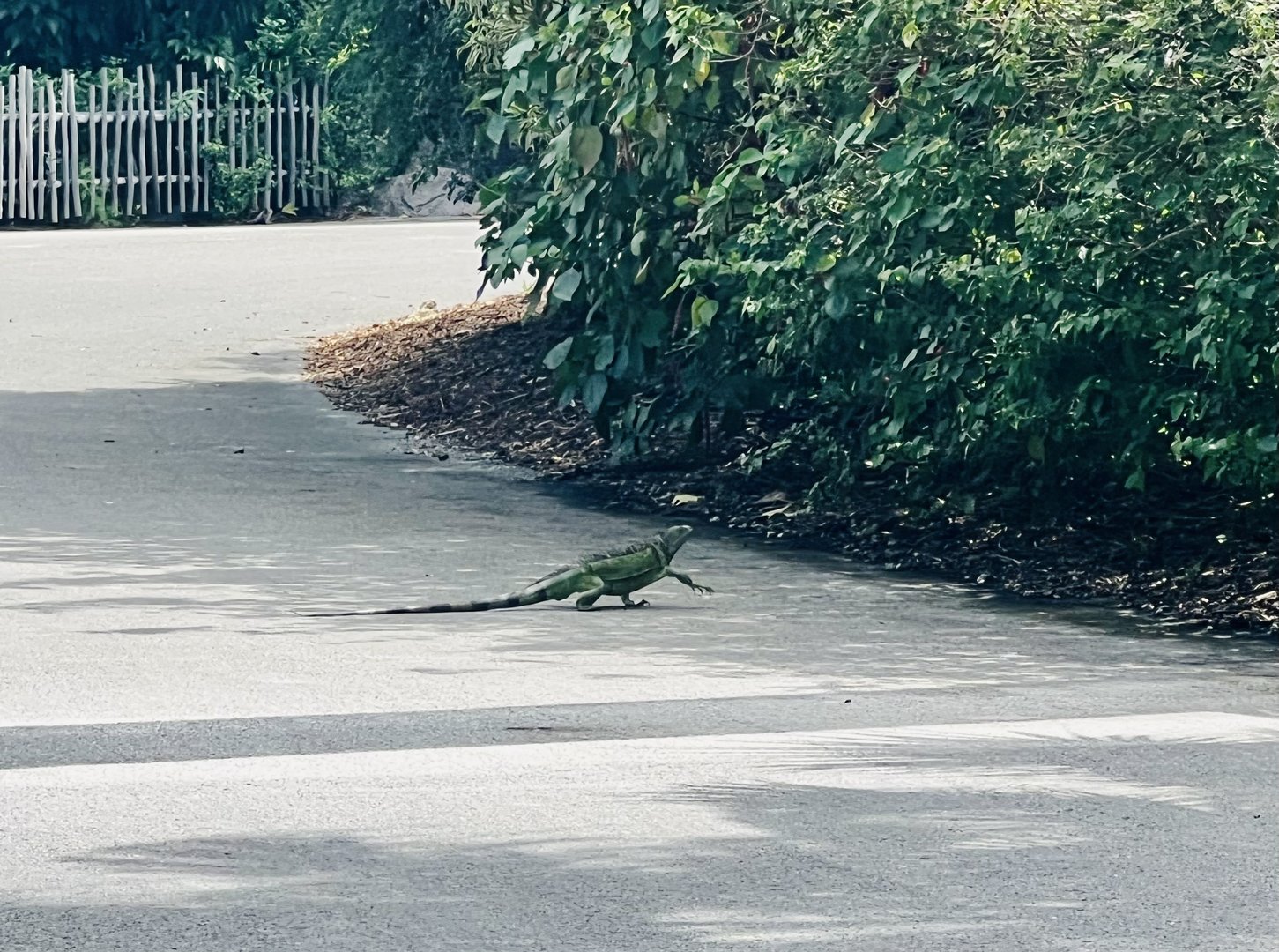 Free Range “what the hell is that?!?”