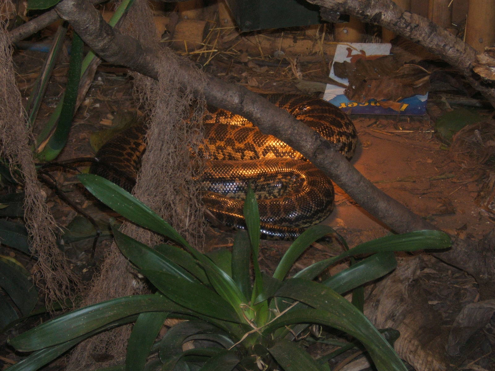 Free range Yellow Anaconda