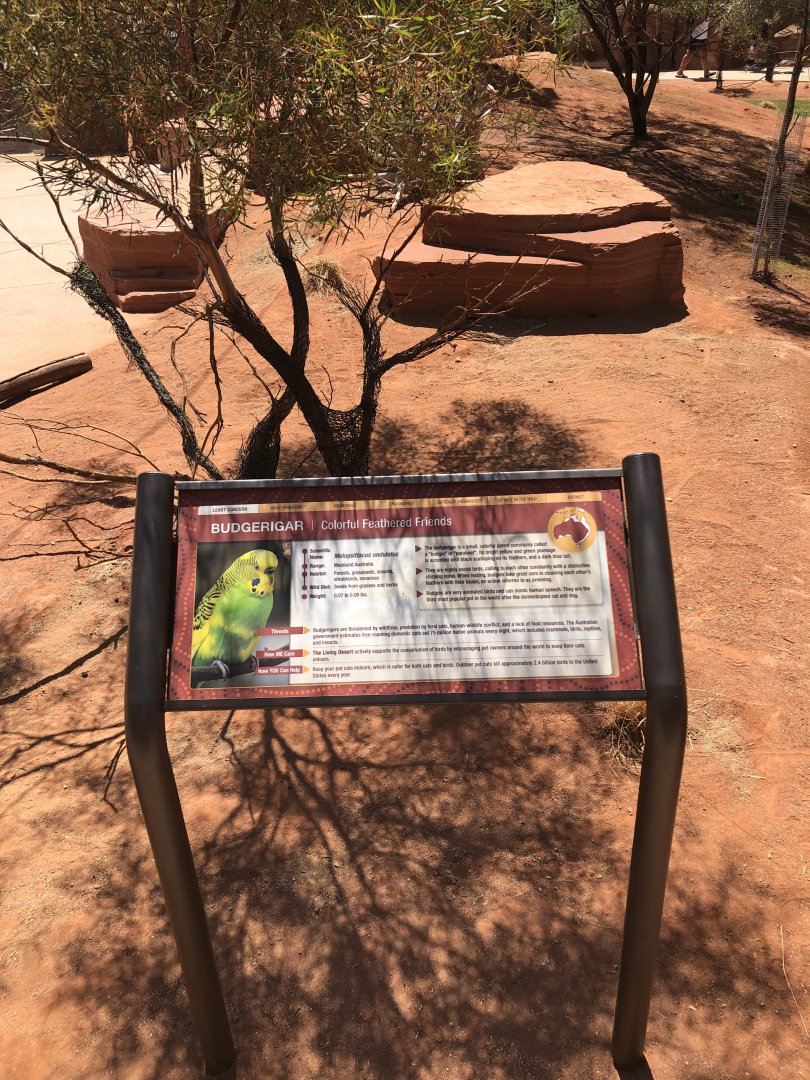 Free-ranged Budgerigar