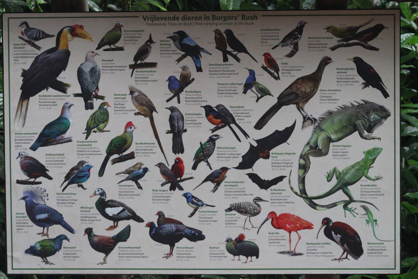 Free-ranging animals at the Bush - 2022