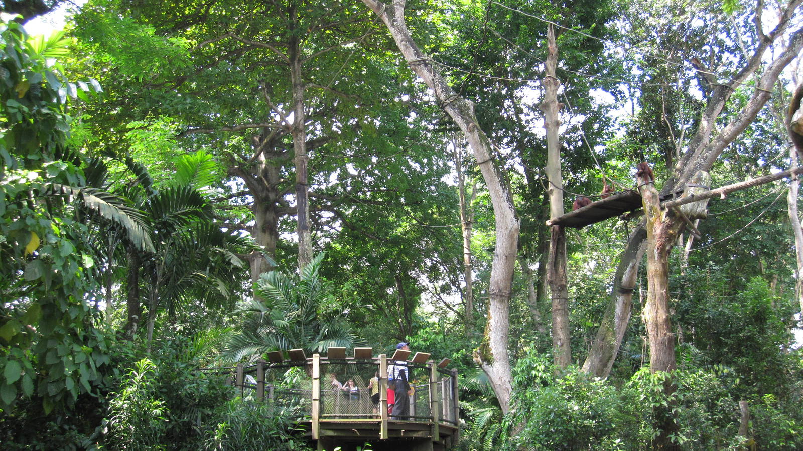 Free-ranging area for Orang Utans