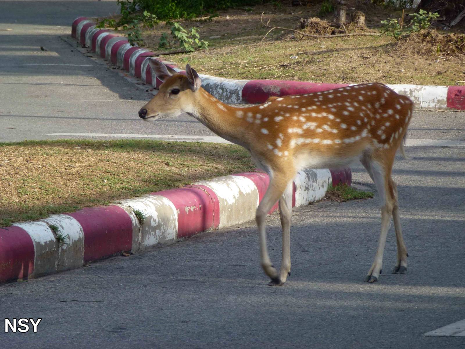 Free-ranging axis deer, June 2013.