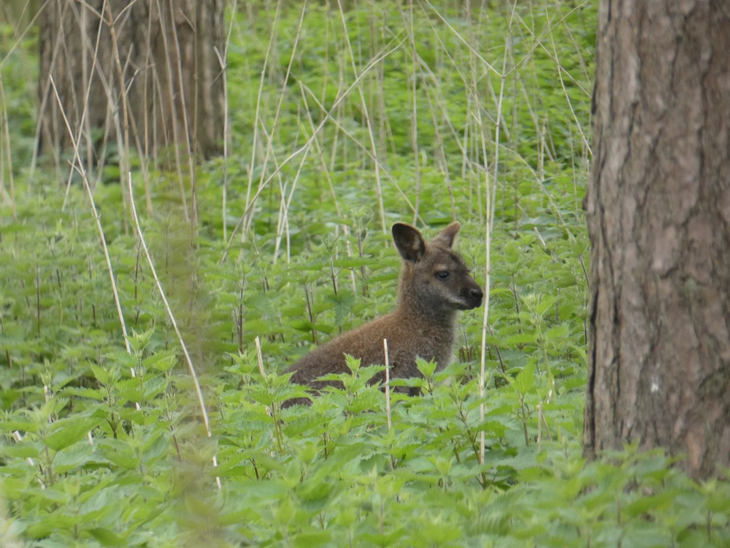 Free-ranging Bennett's wallaby