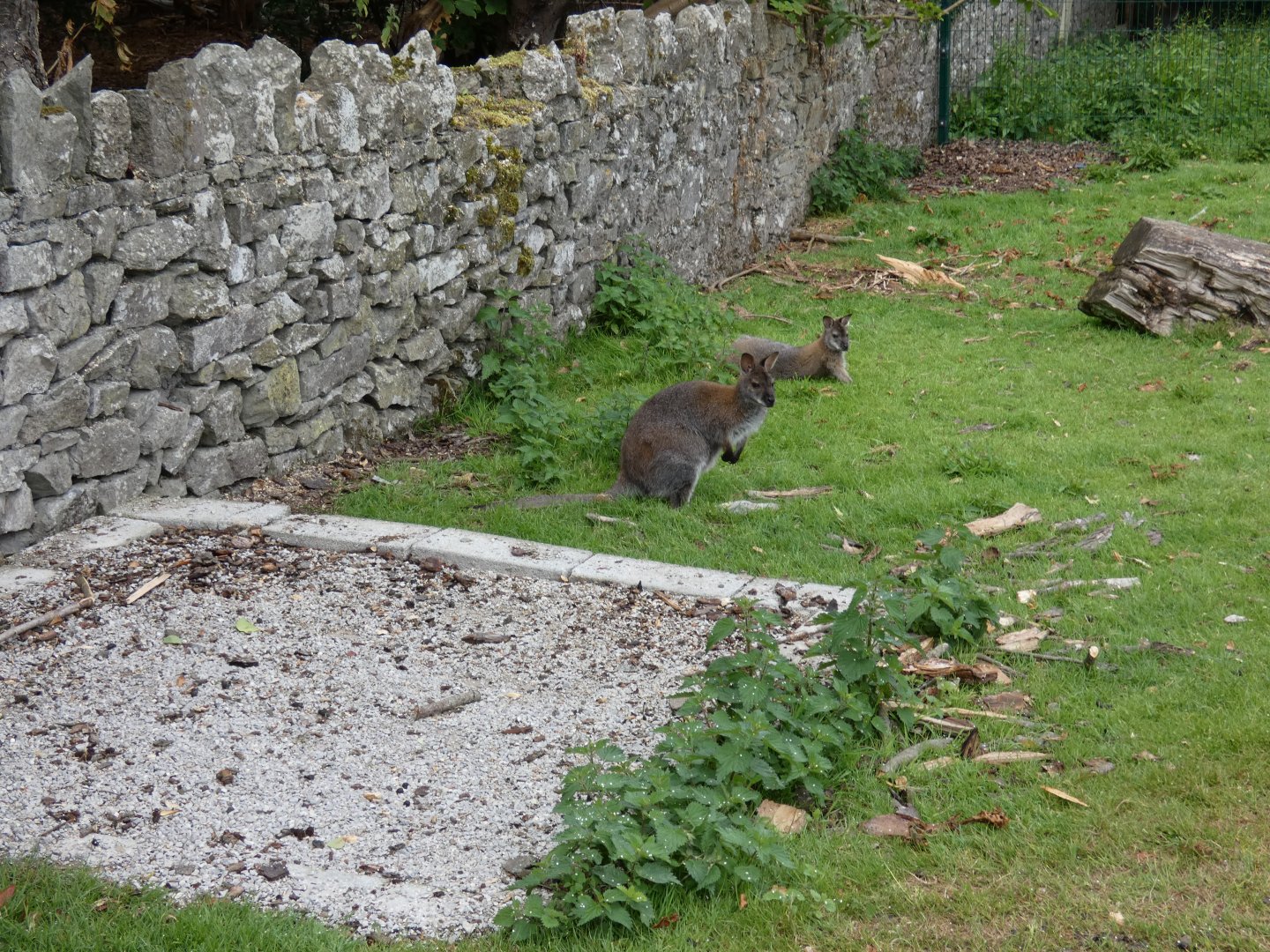 Free-ranging Bennett's wallaby