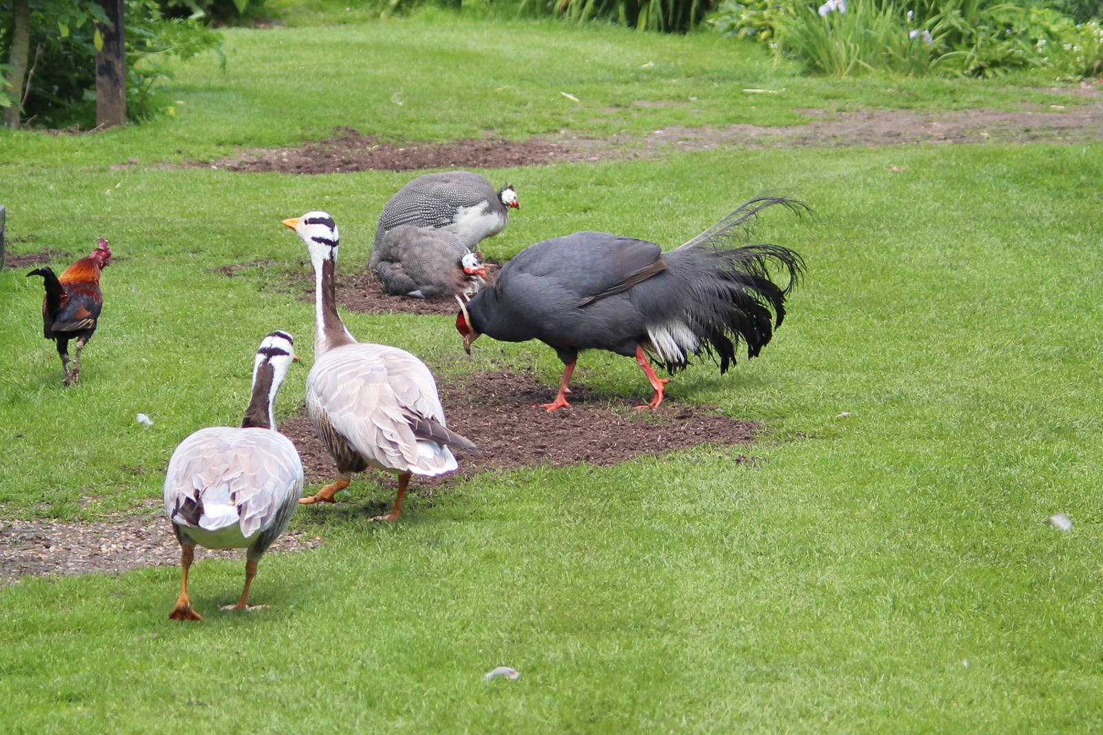 Free-ranging birds, May 2014