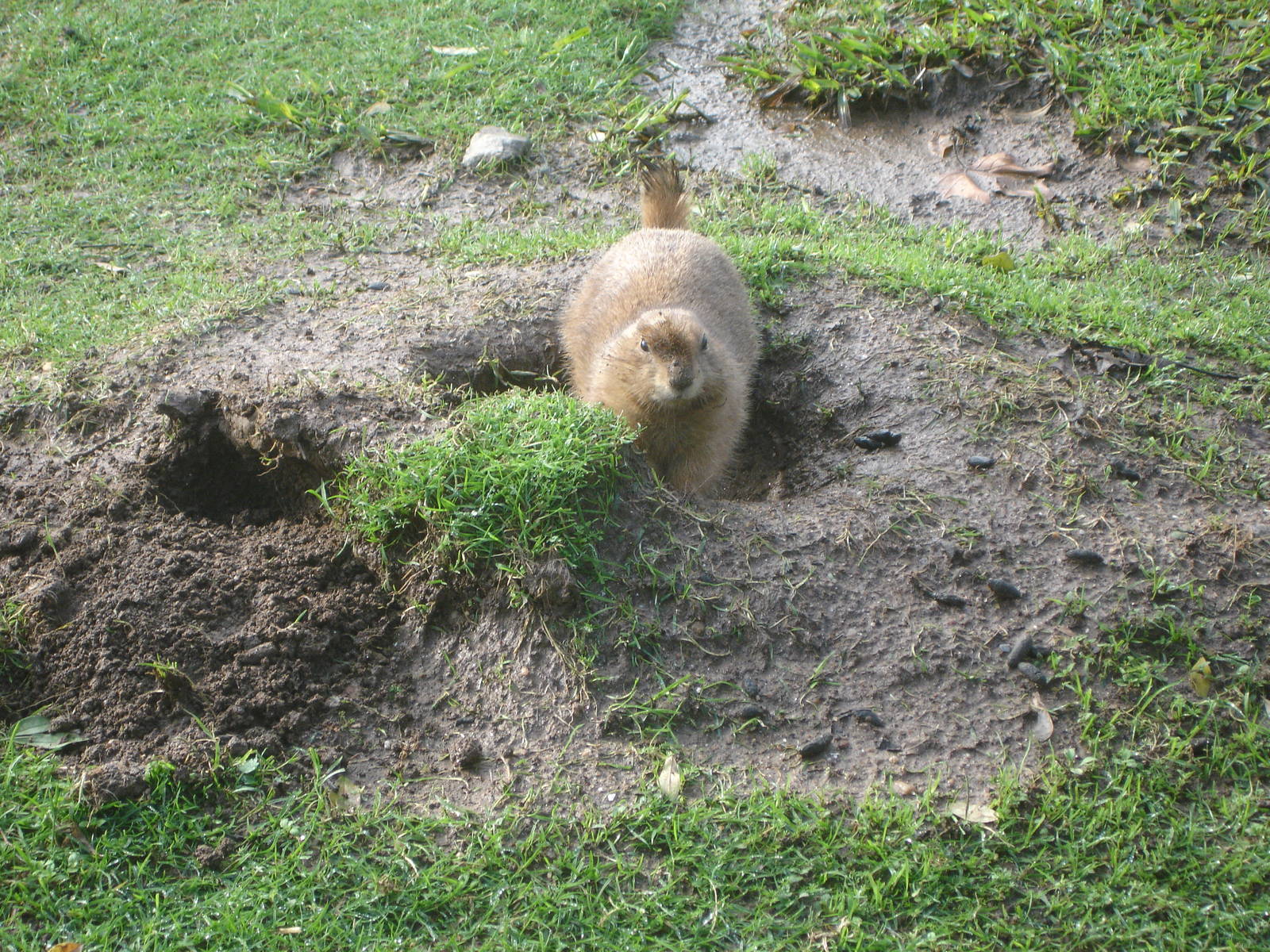 Free-Ranging Black-Tailed Prairie Dog at Zoo Santo Inacio, 30/12/12