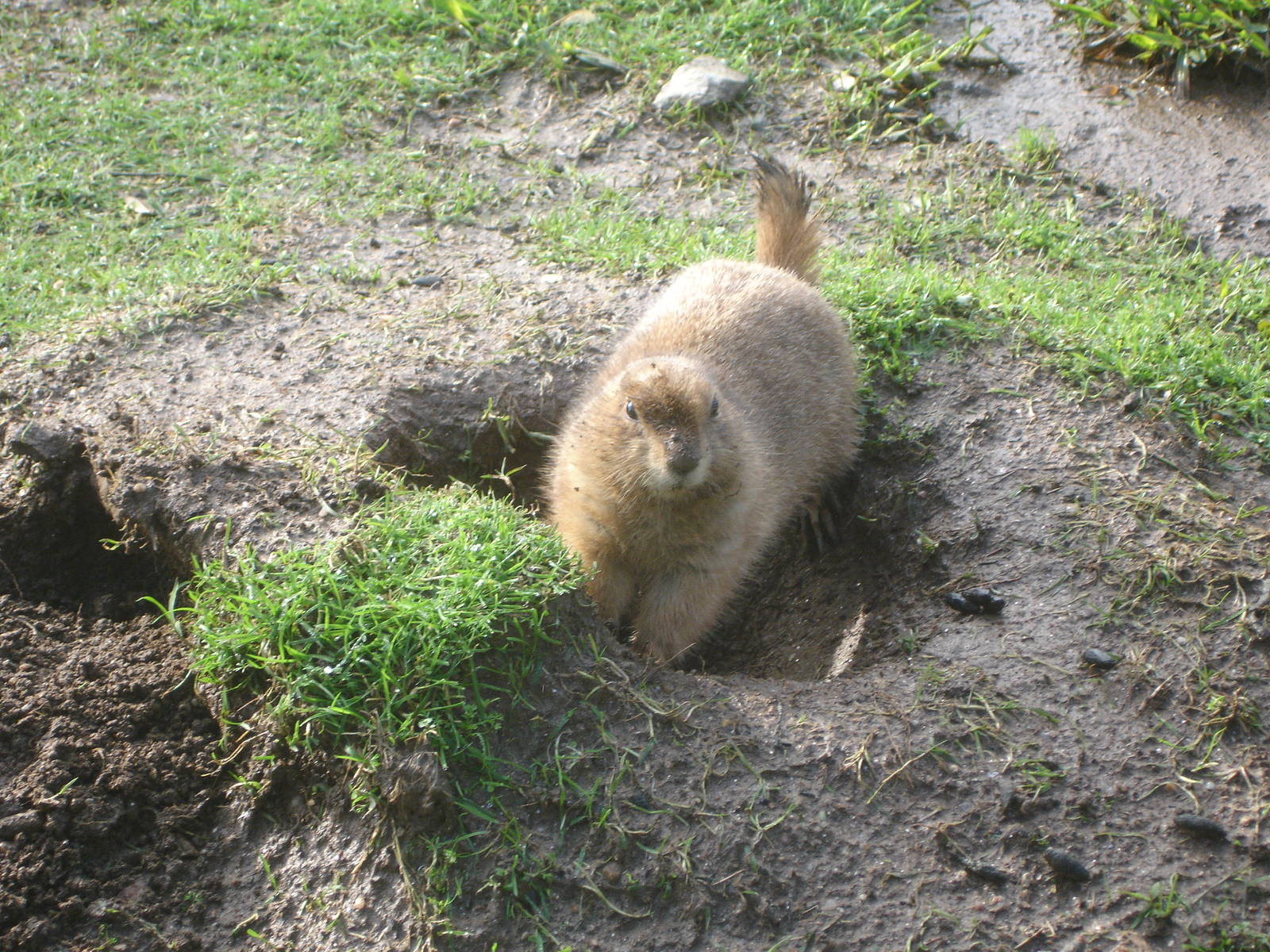 Free-Ranging Black-Tailed Prairie Dog at Zoo Santo Inacio, 30/12/12