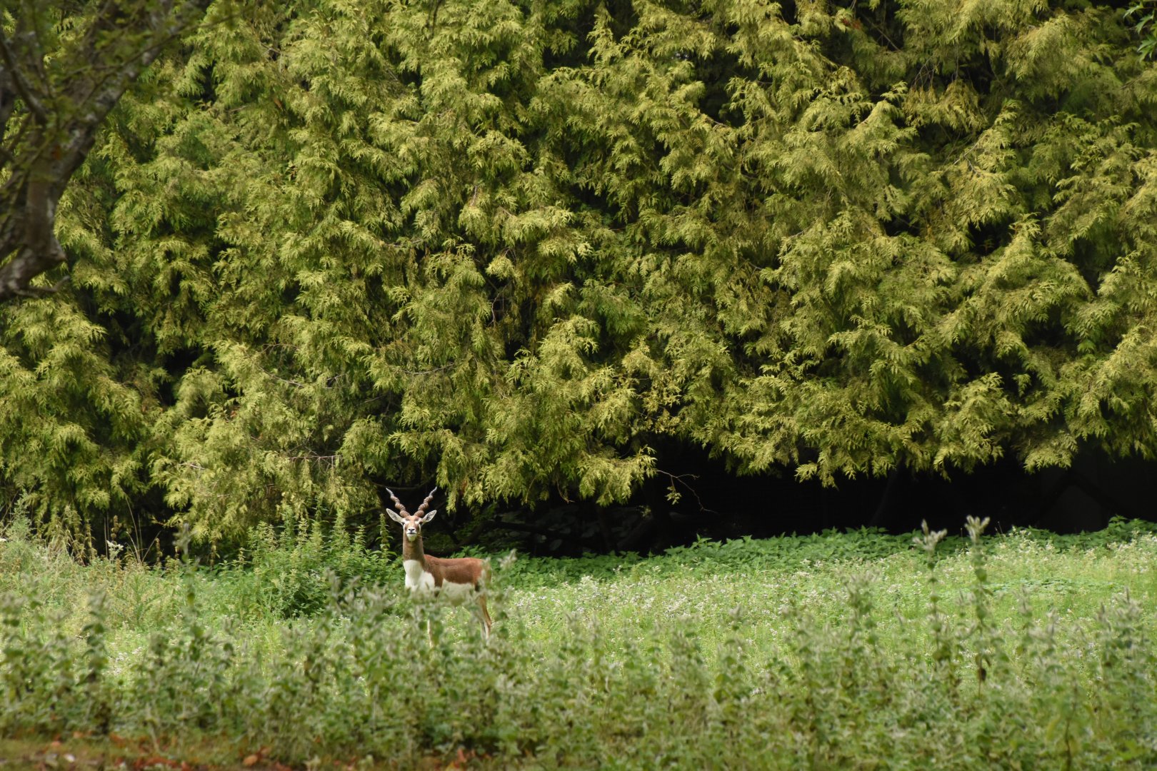 free-ranging Blackbuck