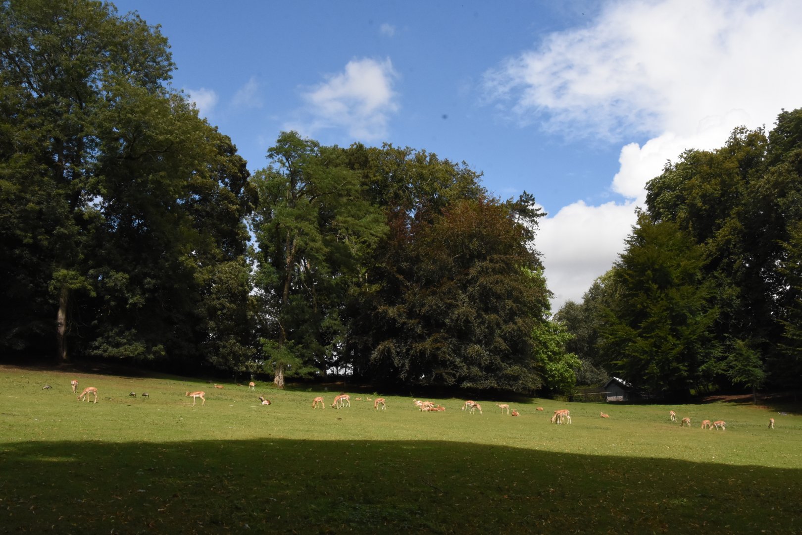 free-ranging Blackbuck