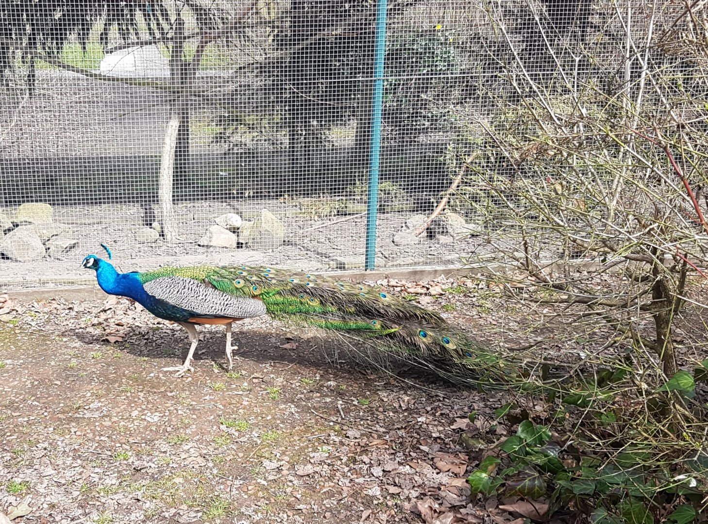 Free-ranging Blue peacock