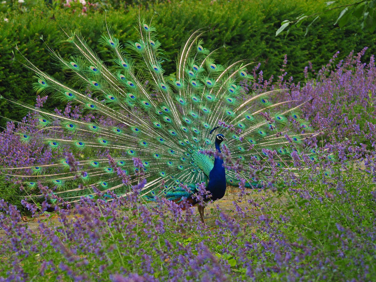 Free-ranging blue peafowl displaying between lavender, 2009-06-21