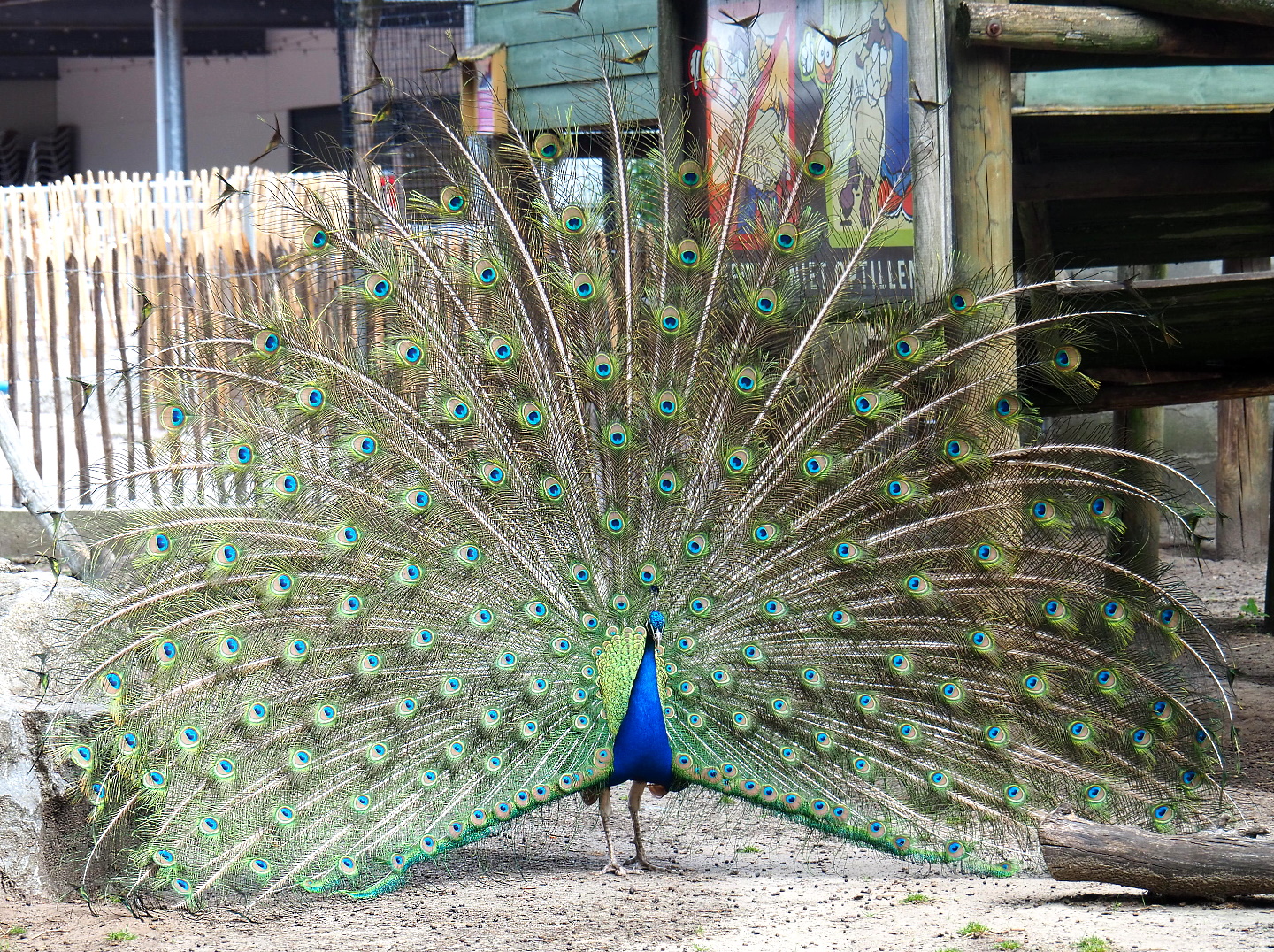 Free-ranging Blue peafowl displaying (Pavo cristatus), 2021-06-15