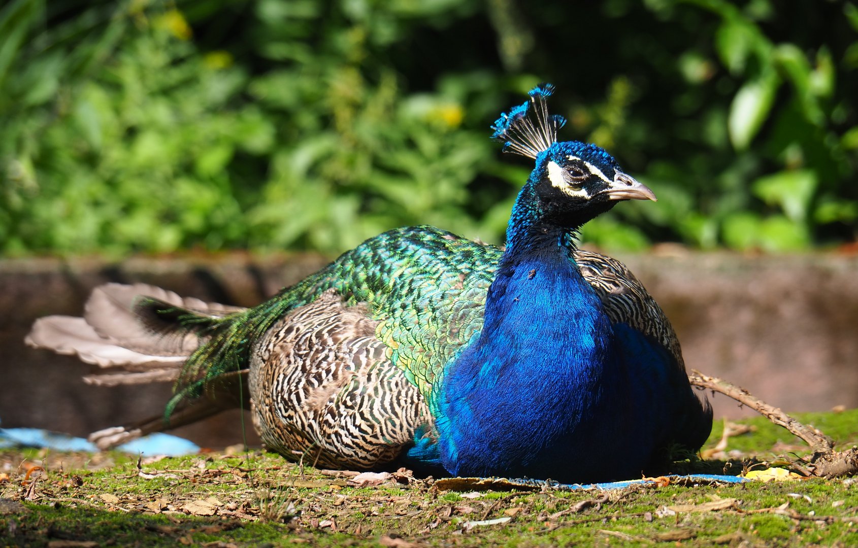 Free-ranging Blue peafowl (Pavo cristatus), 2019-08-04