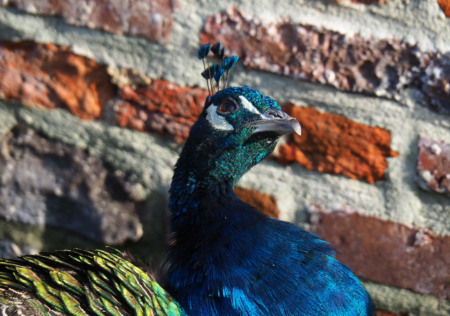 Free-ranging blue peafowl (Pavo cristatus), 2019-10-04