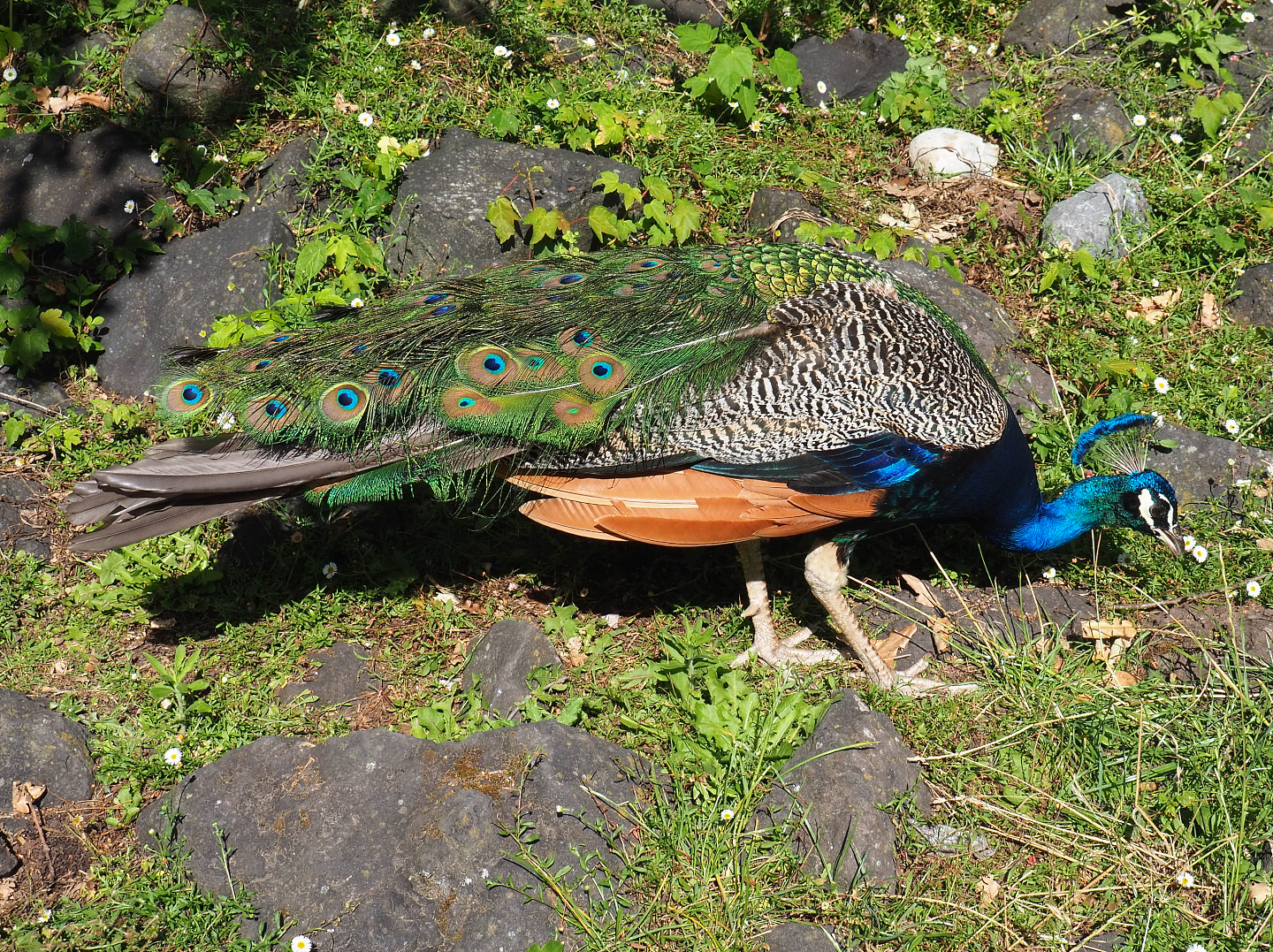 Free-ranging Blue peafowl (Pavo cristatus), 2022-06-28