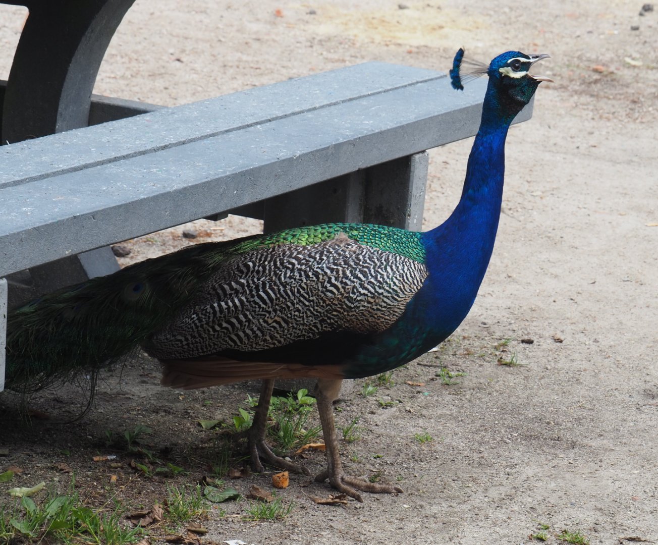 Free-ranging Blue peafowl (Pavo cristatus) calling in a picnic area, 2020-06-20