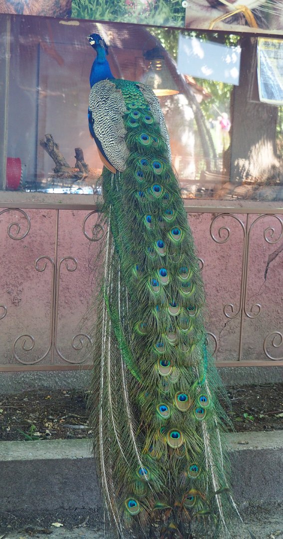 Free-ranging Blue peafowl (Pavo cristatus) sitting on a fence next to the nursery, 2020-06-20