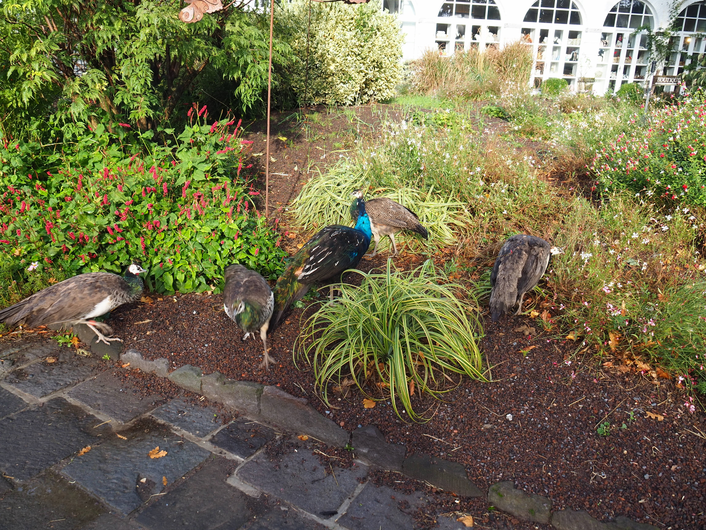 Free-ranging blue peafowl scratching around in the gardens, 2019-10-04