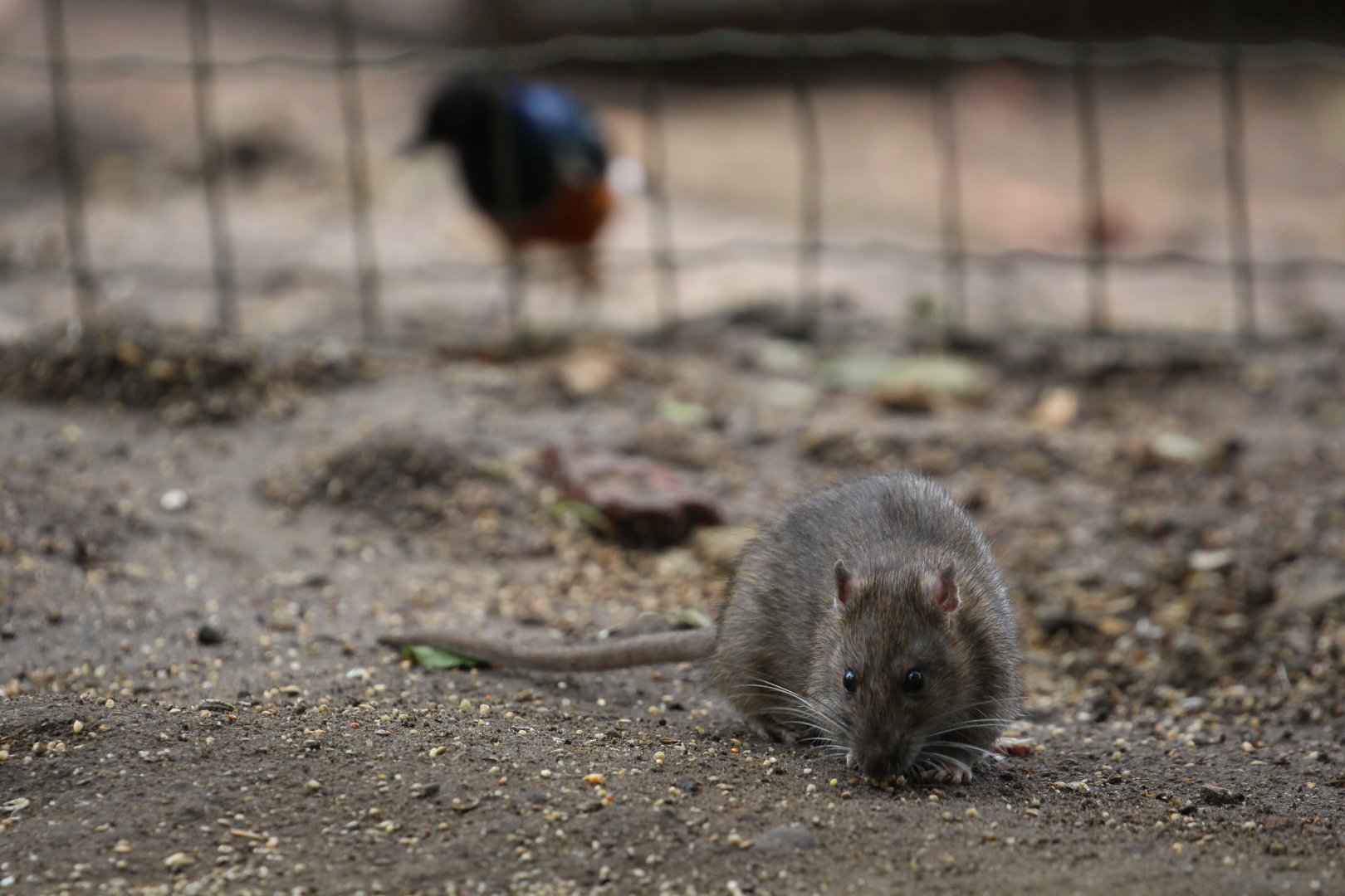 Free-ranging Brown Rat (!), Tropical House