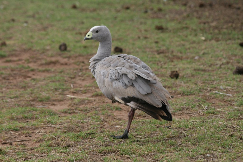 Free-ranging Cape Barren Goose