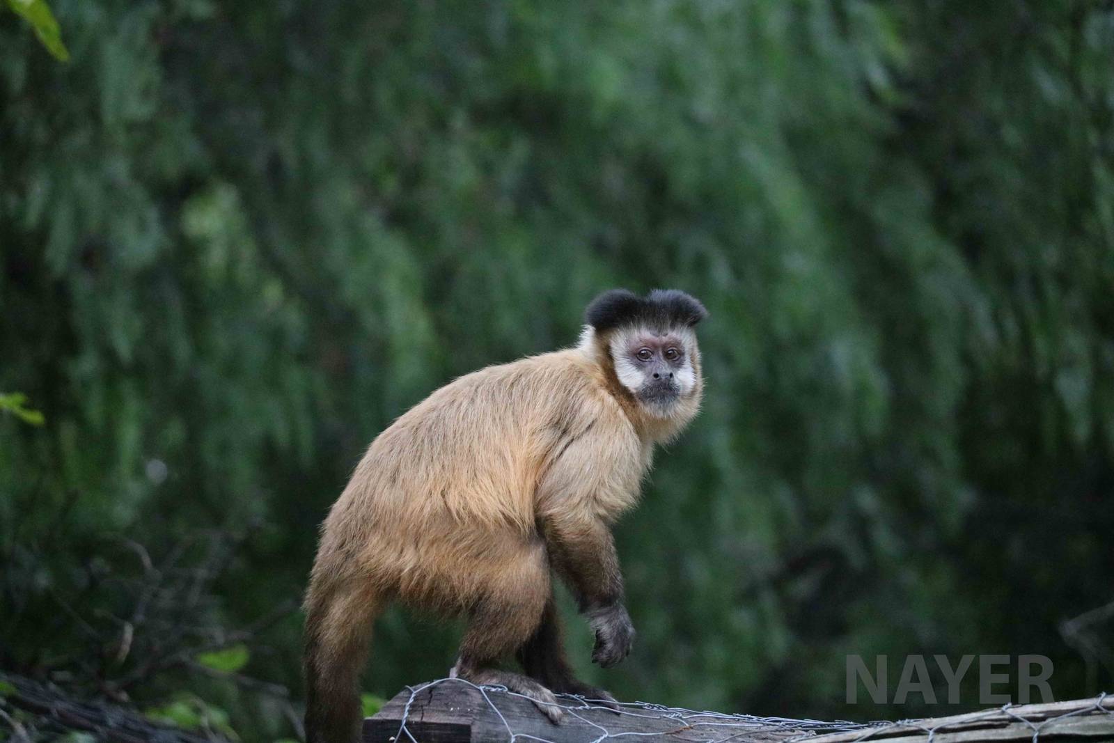 Free-ranging capuchin - Mendoza Zoo, April 2016