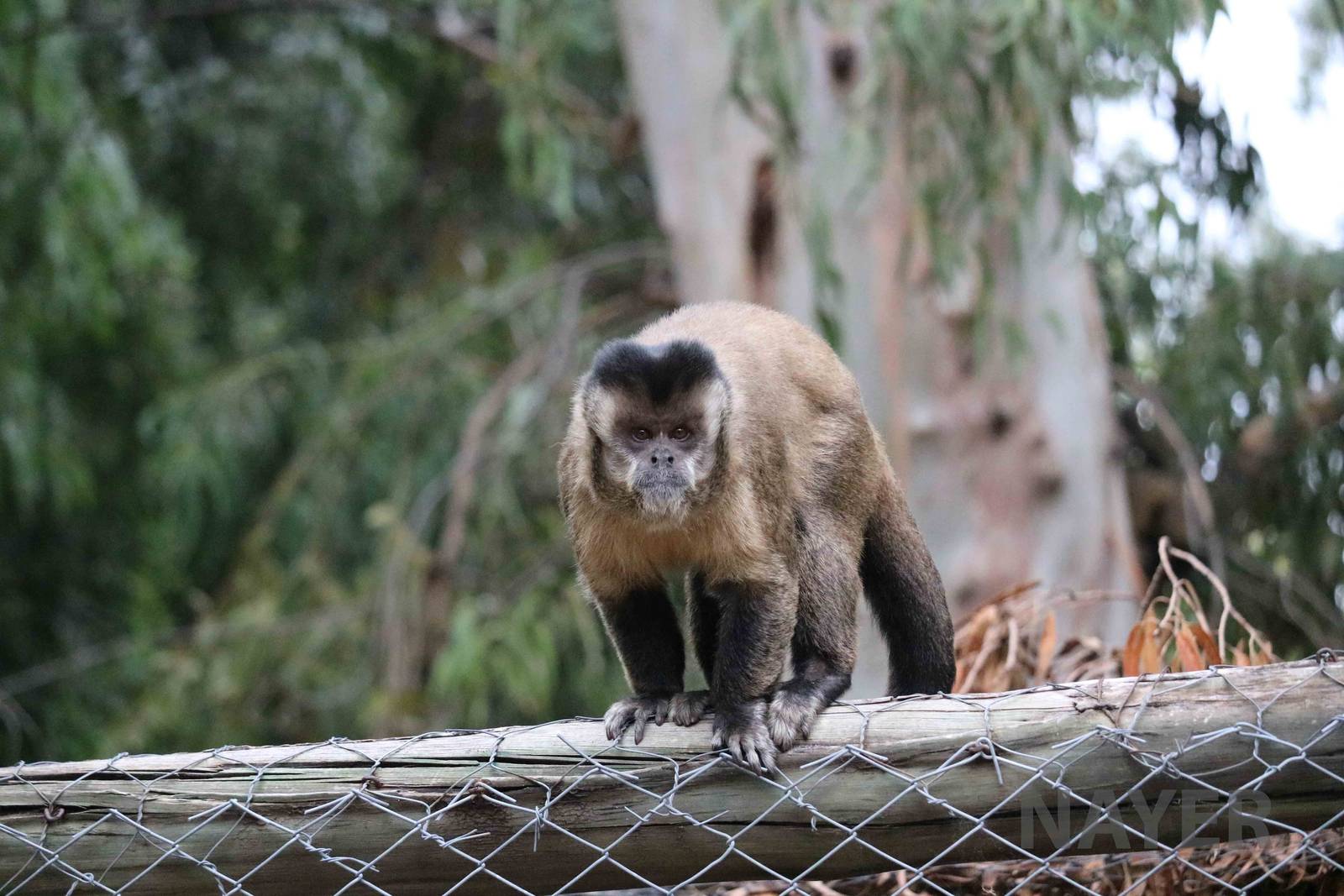 Free-ranging capuchin - Mendoza Zoo, April 2016